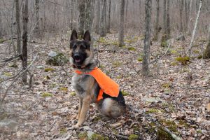 K9 Dakota